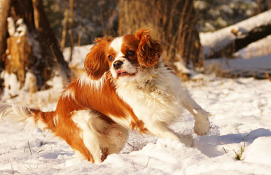 Hundebetreuung Friedrichshain 1